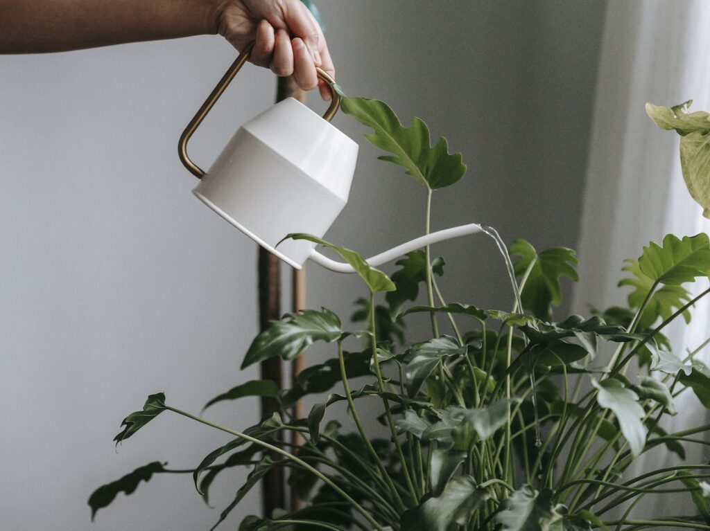 Anonymous person watering green plant at home