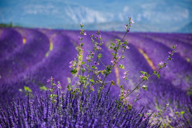 lavender, lavender field, beautiful nature