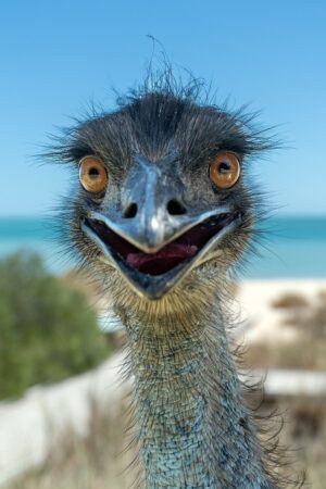 bird, emu, smiling