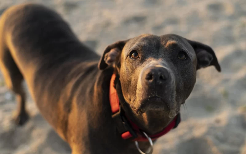 Pes plemene pitbull na pláži